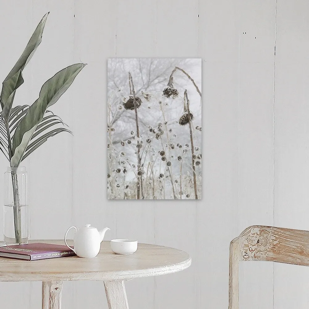 "a number of flowers that have wilted due to cold and snow" Canvas Wall Art