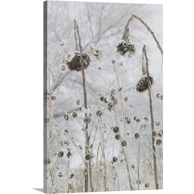 "a number of flowers that have wilted due to cold and snow" Canvas Wall Art