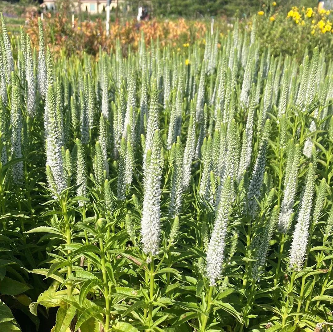 Veronica 'Snow Candles'